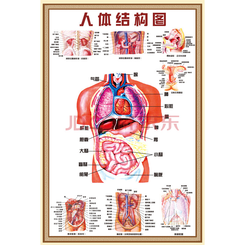 人体解剖图结构示意图人体内脏器官骨骼肌肉构造挂图全身解刨图片