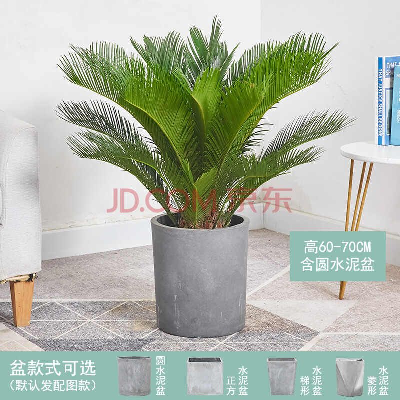 客厅卧室办公室庭院花园别墅好养吸甲醛净空气盆景观叶植物耐寒常绿