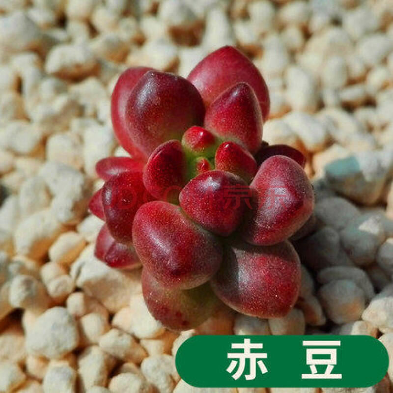 rk园艺 赤豆白石多肉植物组合盆栽办公室迷你绿植花卉多肉含盆 赤豆