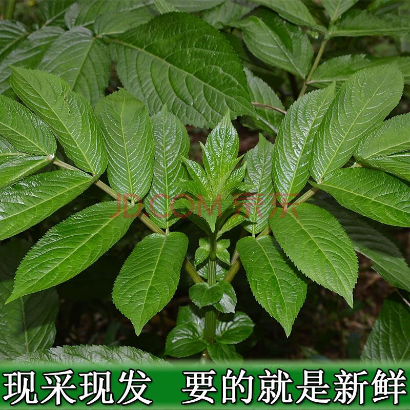 鲜接骨草野生 中药材八棱麻 小接骨丹 裹篱樵驳骨草驳