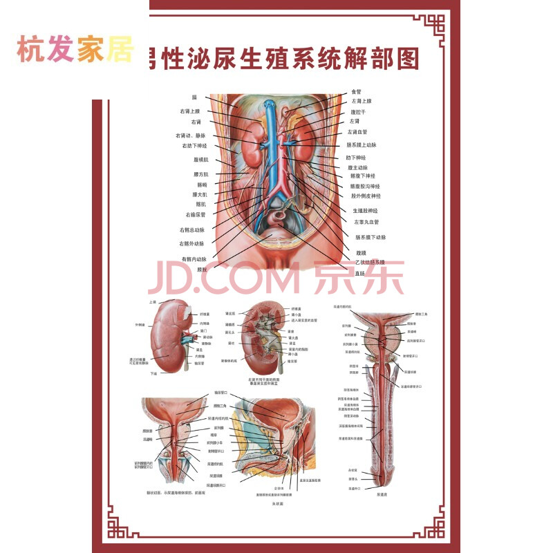 人体内脏解剖系统示意图医学骨骼肌肉器官血管血液结构图医院海报