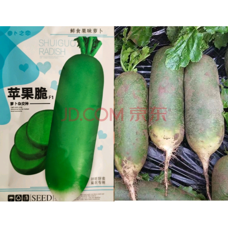 韩国三红七寸胡萝卜种子 红萝卜籽水果萝卜种籽庭院菜园蔬菜种孑 15克