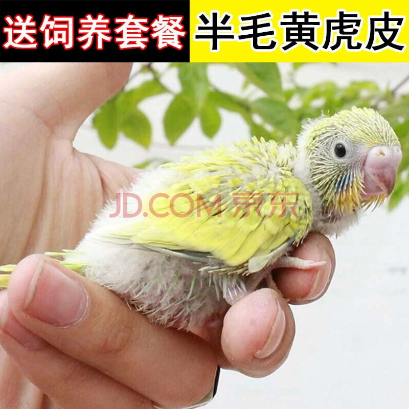 雏鸟黄色虎皮【图片 价格 品