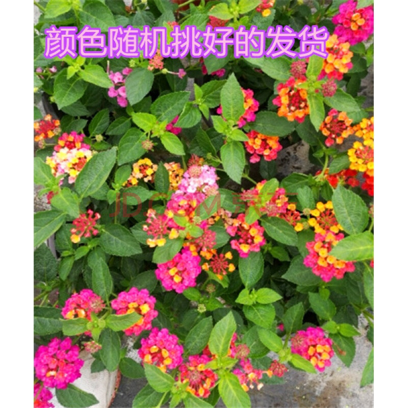 五色花五色梅盆栽马缨丹庭院花卉耐高温爆晒不死花开不断易爆盆 5小盆