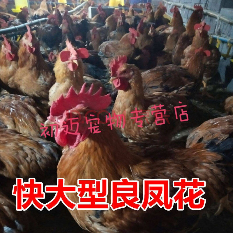 三黄鸡产蛋土鸡油鸡胡须鸡崽子青脚【快大型良凤花】运输死亡包赔 40