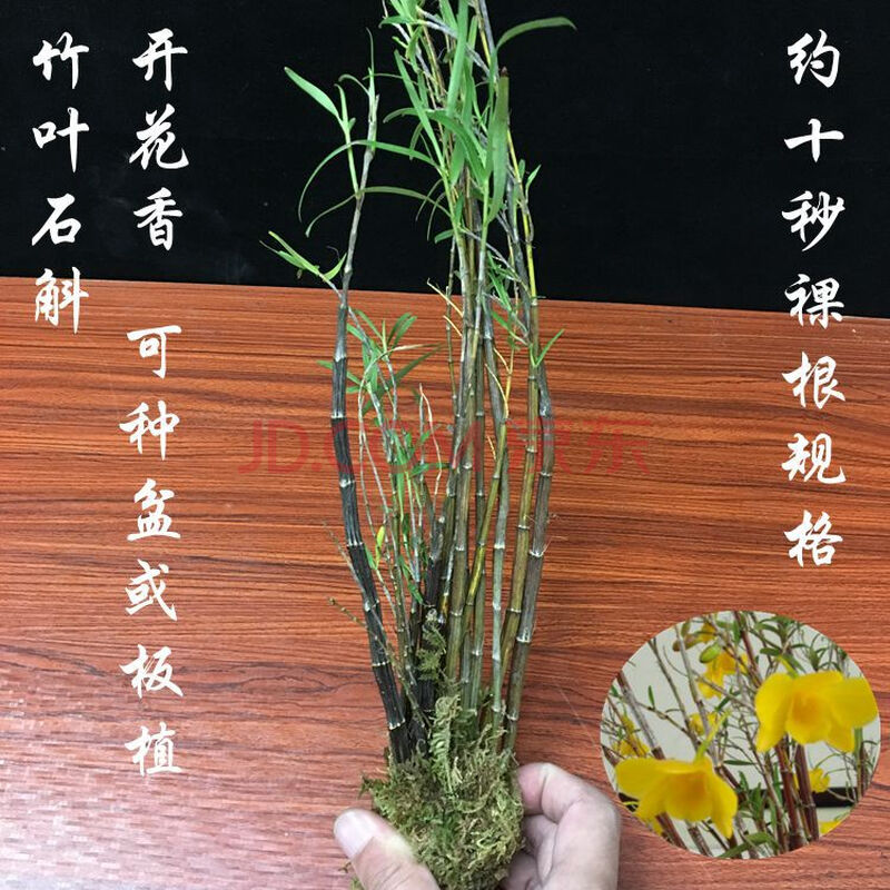 姬竹叶石斛 观叶 石斛兰兰花 带板种好 花香 花期4-5月 约十苗裸根