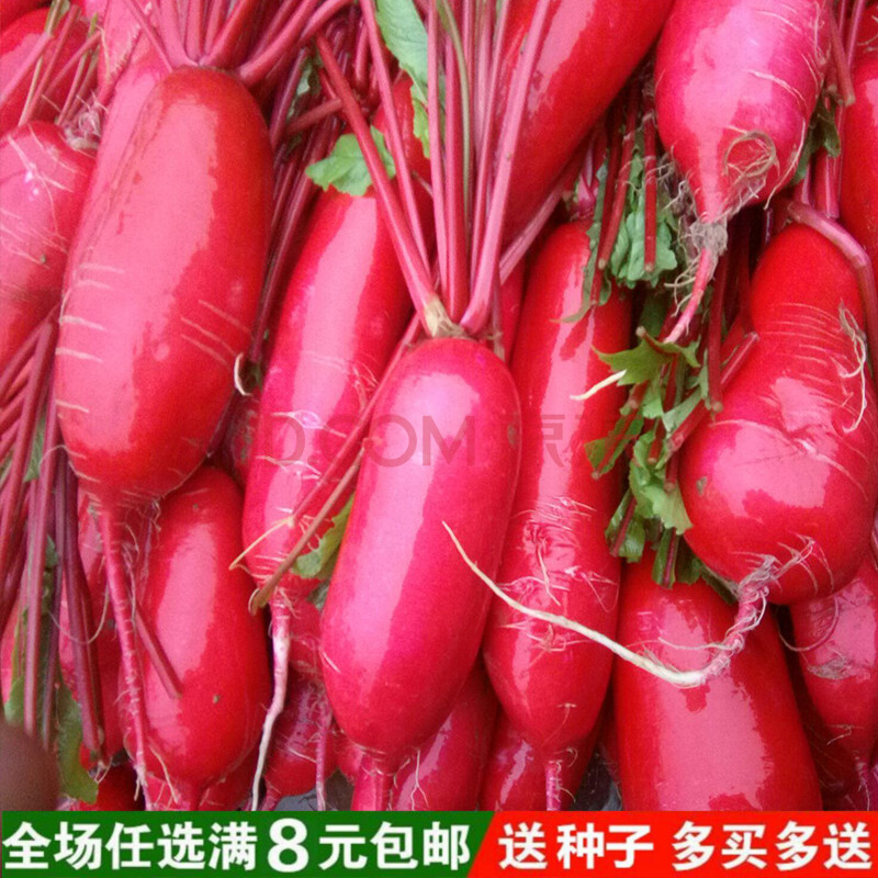 胭脂红萝卜种子 香脆红皮红心生长速度快农家四季播 红皮红心萝卜10克