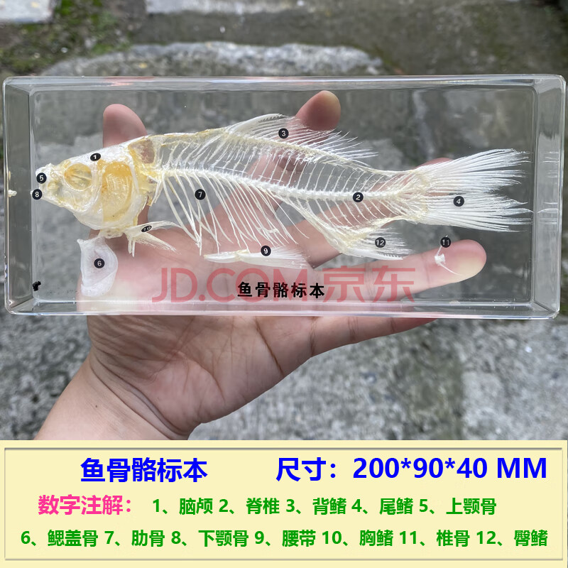 教学真实小动物昆虫生长发育标本蝌蚪青蛙蝴蝶虫子菜粉蝶 鱼骨骼标本