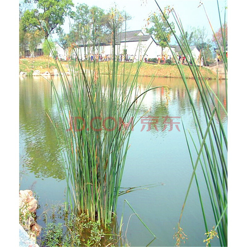 水生植物 绿化水道 庭院 湿地公园鱼池塘湖泊 挺水植物 净化水质 水葱