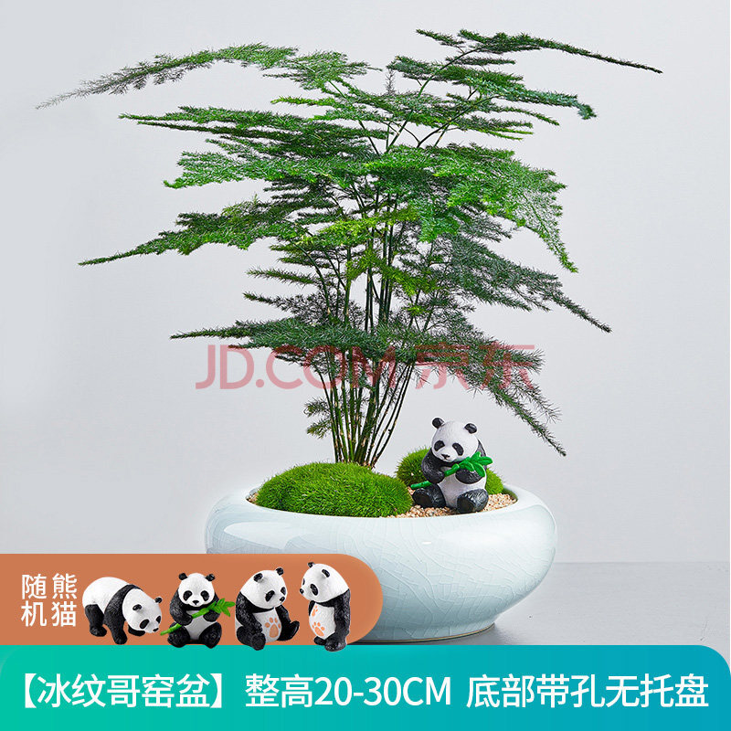 优束文竹盆栽盆景植物客厅办公室内桌面四季花卉好养大小绿植好养竹子
