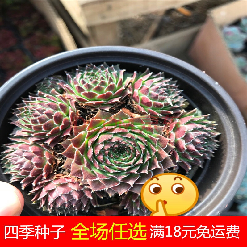 多肉植物生长草系列橘子球 大红卷绢 绫绢 蛛丝绿植花卉 修女多肉