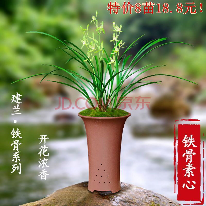 8苗 金边兰 朱德素 建兰四季兰室内花卉兰花盆栽绿植物 铁骨素 10苗