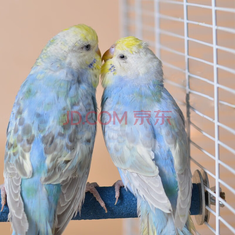 double yellow大头虎皮鹦鹉活体 玄凤活鸟鸟活物家养会说话幼鸟手养