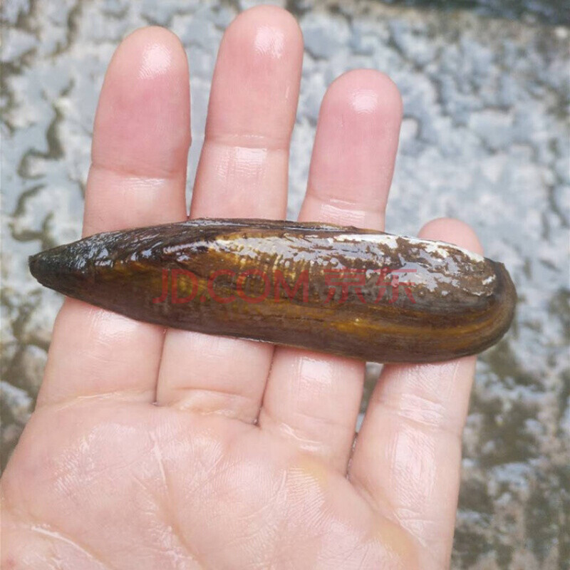 【京东推荐】淡水黄金蚬活体迷你小河蚌鱼缸净化水质溪黄沙蚬观赏螺