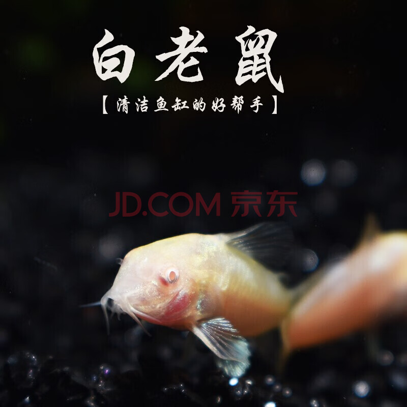 搭啵兔 清道夫鱼活体小大型清道夫鱼活体冷水鱼豹纹清道夫观赏鱼淡水