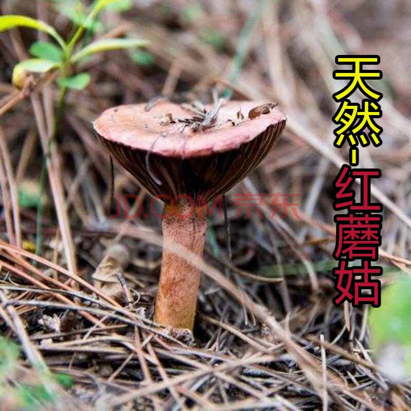 新货东北特产长白山红蘑菇干货鸡血蘑菇肉蘑菇松树伞250g红菇