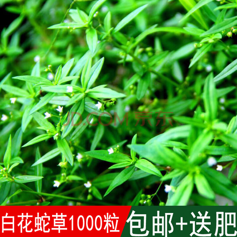 药材种籽白花蛇草种子白花蛇舌草四季可播 一斤(500克