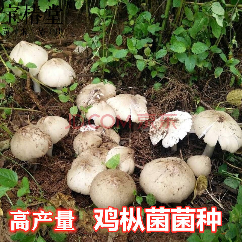 鸡枞菌种植包鸡枞菌种子人工黑皮鸡枞菌子云南种植菌种鸡枞菌种子 一
