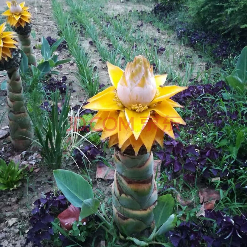 嘉瑰 地涌金莲带花苞和开花成株