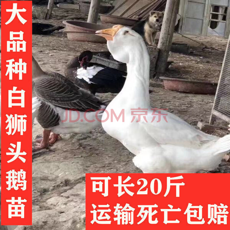 狮头鹅活体苗大种狮头鹅小鹅活体正宗纯种汕头狮头鹅活体小鹅活体 白