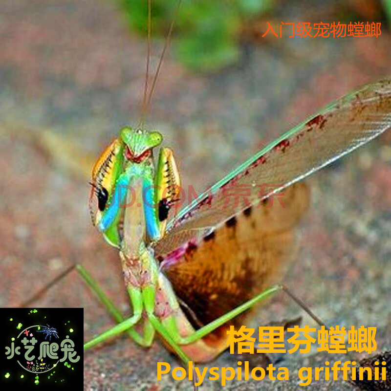 vieruodis 大刀螳螂活体幼体个性爬宠物活体螳螂成体螳螂宠物 格里芬
