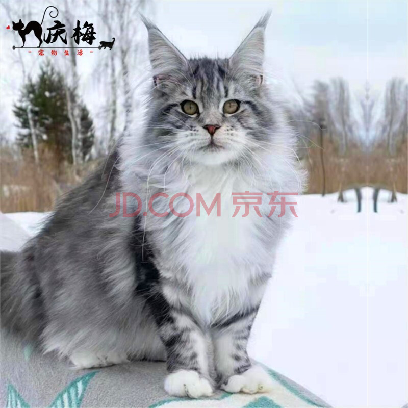 缅因猫巨型活体幼猫纯种赛级银虎斑棕虎斑挪威森林猫幼崽长毛红虎斑烟