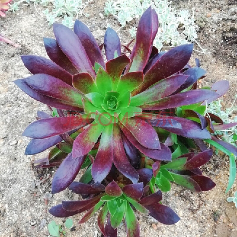 稀有品种红覆轮锦多肉法师大老桩手捧花型法师套餐景天园艺花卉 米