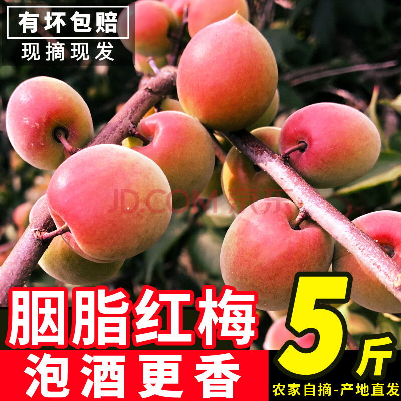 5斤胭脂梅红梅新鲜青梅果酵素泡酒专用酸水果诏安高山