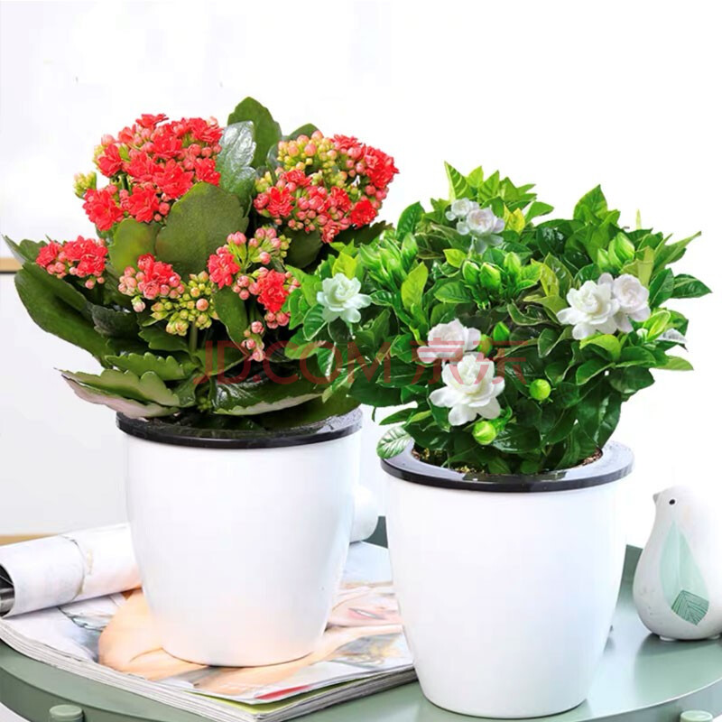 栀子花盆栽花卉植物室内花阳台带花苞绿植盆栽好养活四季开花植物 2盆