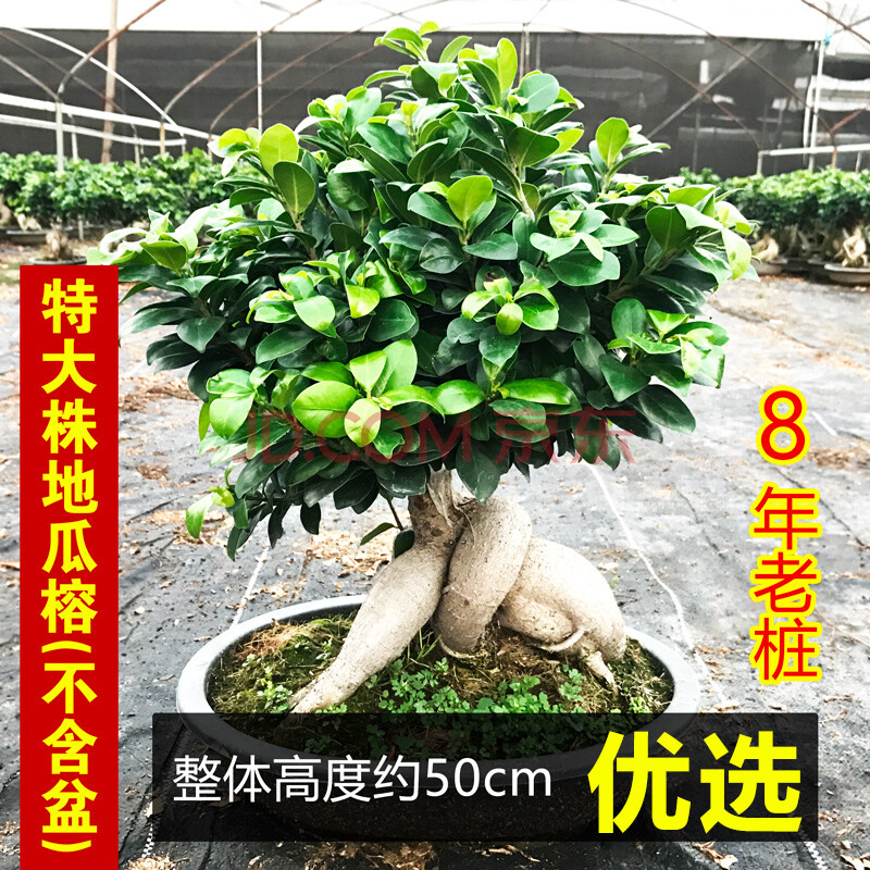 榕树盆栽老桩 地瓜榕树盆景 造型大型苗木室内外庭院小叶榕人参榕 特