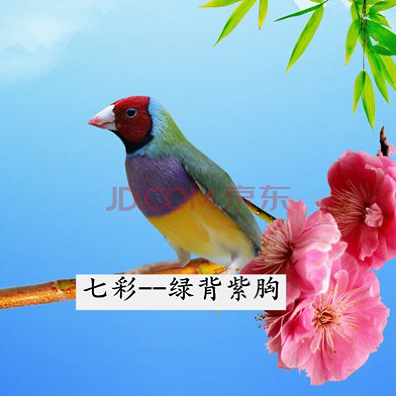 采缇 七彩鹦鹉活鸟白灰文雀鸟活体珍珠鸟活物小鸟观赏鸟食宠物鸟笼