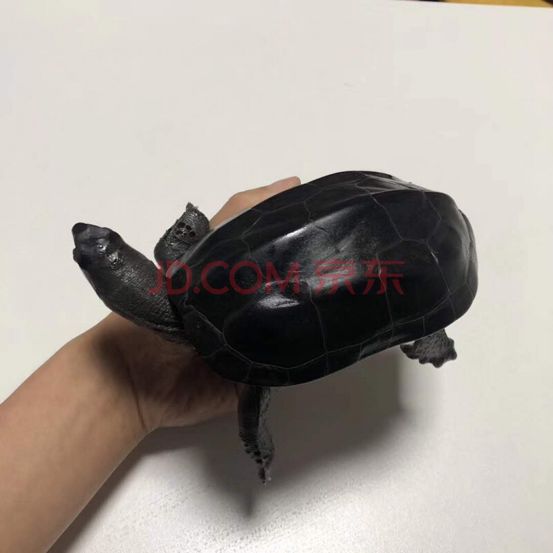 顶墨龟活体活物纯种全黑乌龟活物稀有宠物龟稀有龟大乌龟超大龟家养