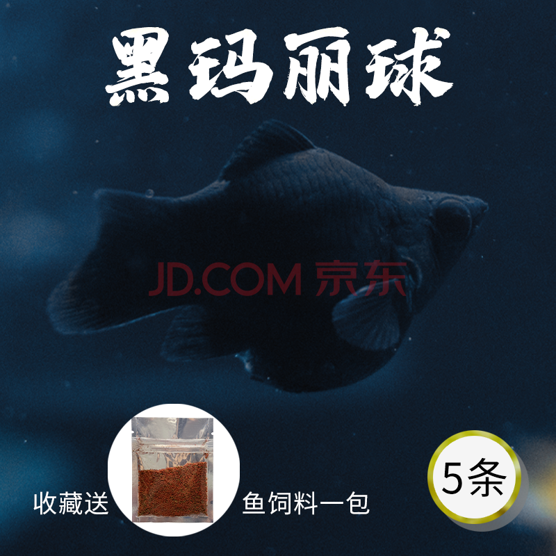 不二臣黑白玛丽鱼活体皮球怀孕小型热带鱼下崽狂魔成体好养活胎生鱼