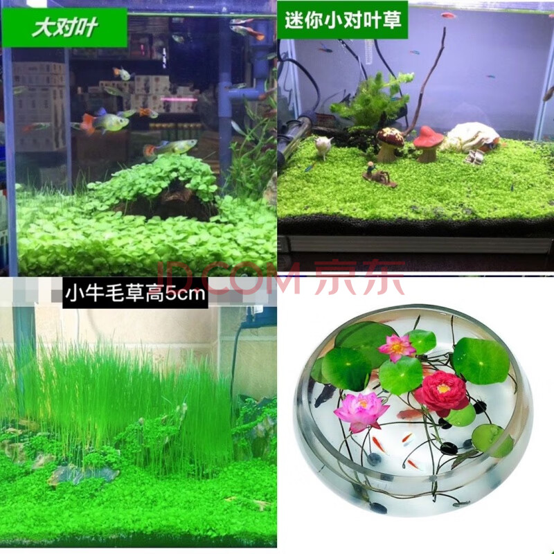 蒙贝水草种子迷你对叶草鱼缸前景草速成草坪种子水族箱造景牛毛草种子