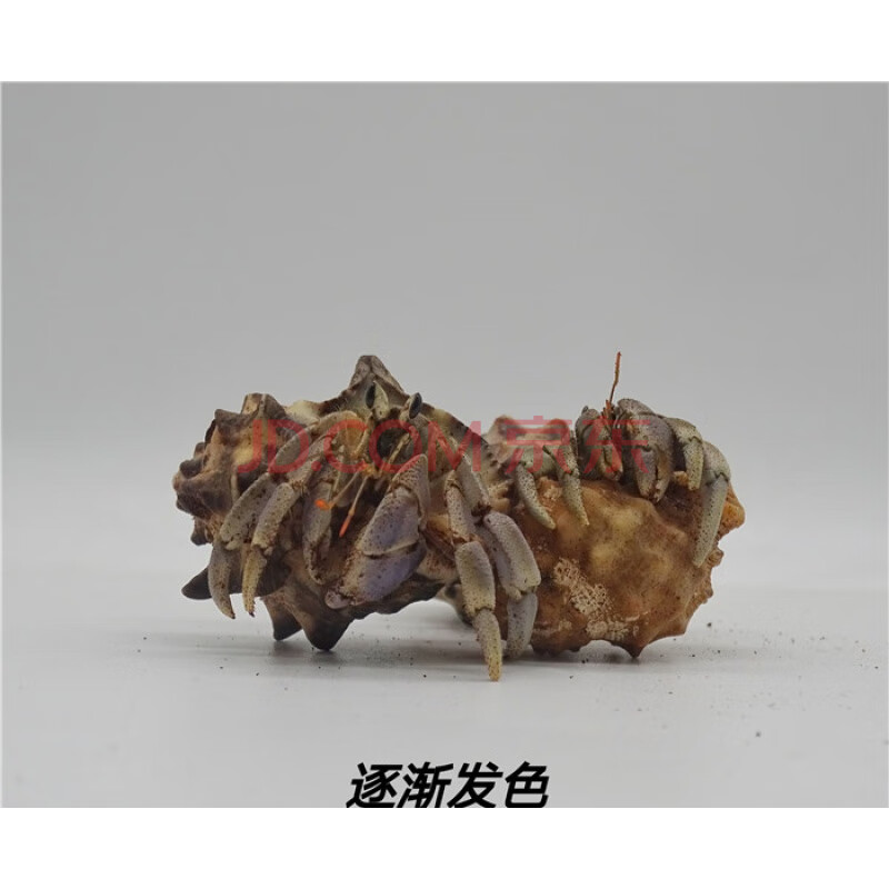 西伯利斯深紫里拉lila短腕宠物活体螃蟹观赏蟹 里拉寄居蟹3-4厘米
