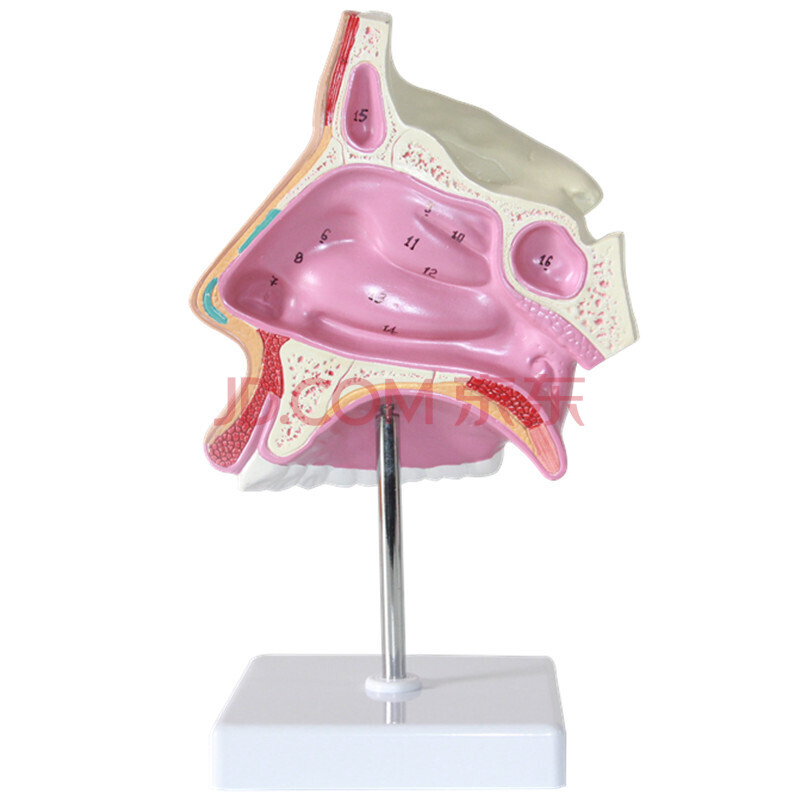 高品质人体鼻腔解剖模型鼻甲鼻腔构造解剖鼻腔模型鼻子模型耳鼻喉科