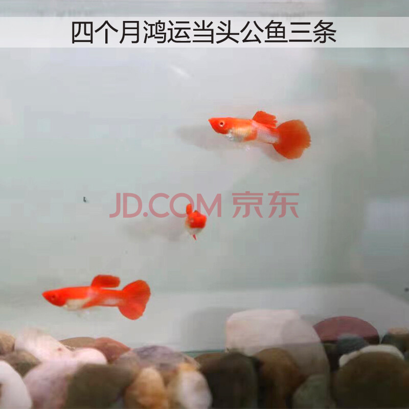 观赏鱼热带鱼包头包腮起头双分水大c缎带活体四个月鸿运当头公鱼三条