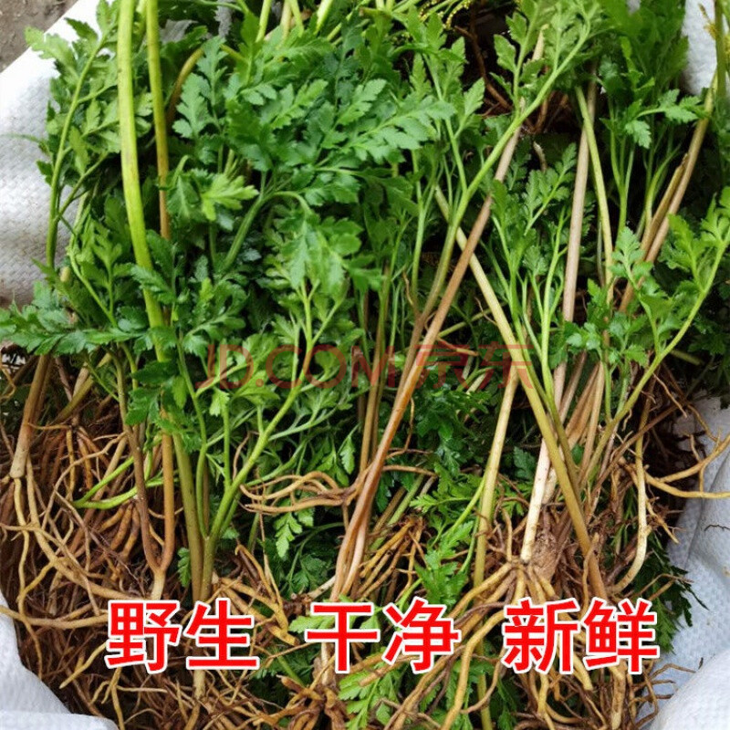 大别山区野生中药材蛇不见阴地厥一朵云干品小春花 独