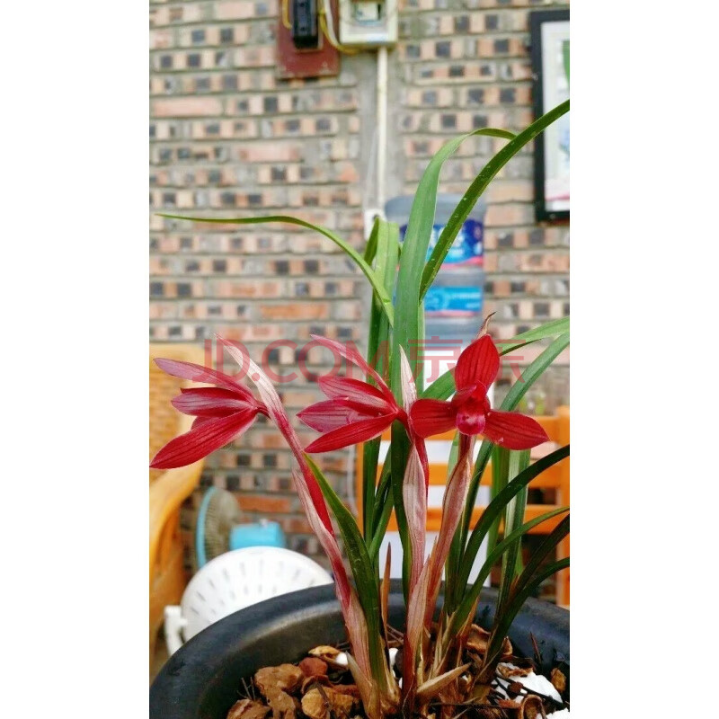 价 兰花 春兰 红素 盆栽室内花卉盆 久红2苗连体 裸根