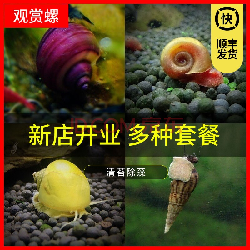 噢水噢【顺丰】观赏螺虾蟹水族活体缸壁除藻螺观赏鱼活鱼鱼缸除藻清淤