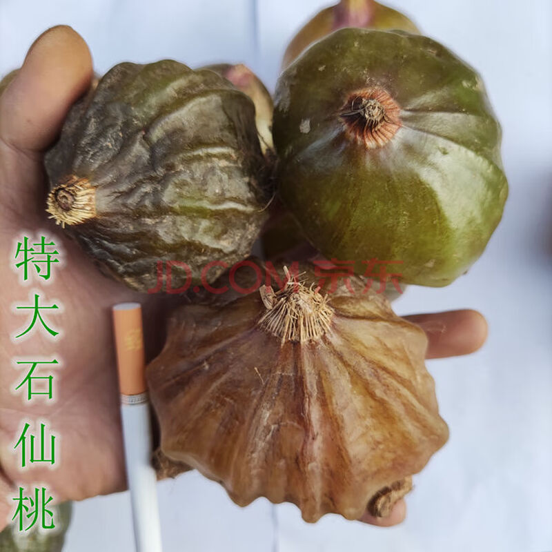 特大石仙桃滋补药材新鲜石橄榄野生石猪心大叶石仙桃温补山石蒜子特大