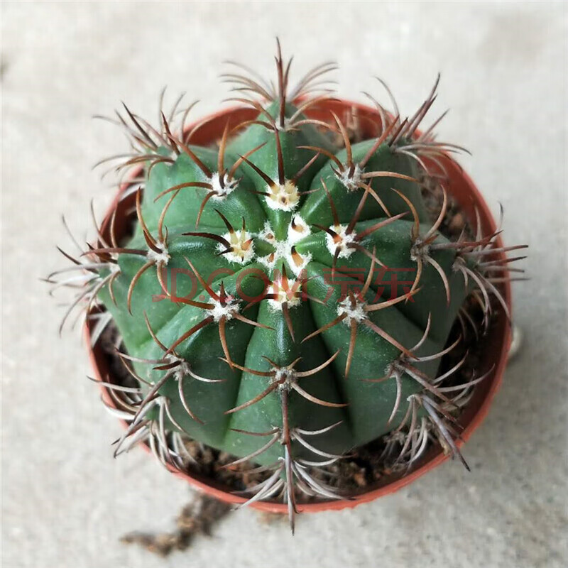 实生仙人球【魔云】庭院花卉盆栽植物开花仙人球云座球强刺属藏云 实