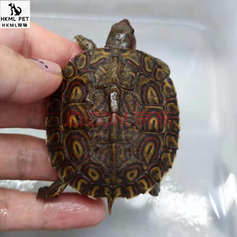 泽西的龟油彩木纹龟洪都拉斯陆养素食菜龟半水龟宠物龟乌龟 全品油彩