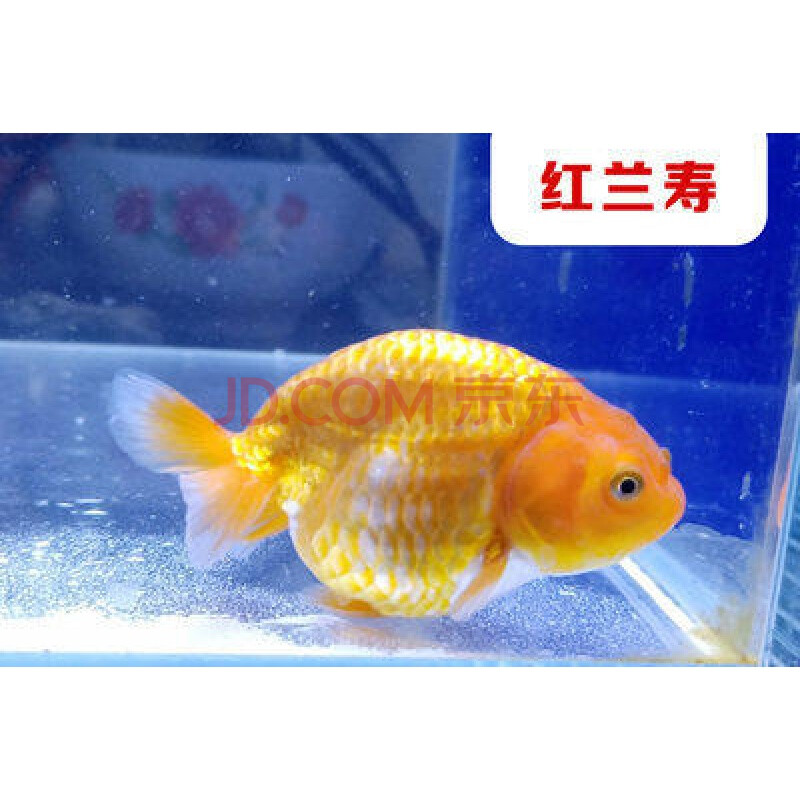 不二臣金鱼鹤顶红活体红头帽鱼苗观赏鱼小冷水鱼兰寿