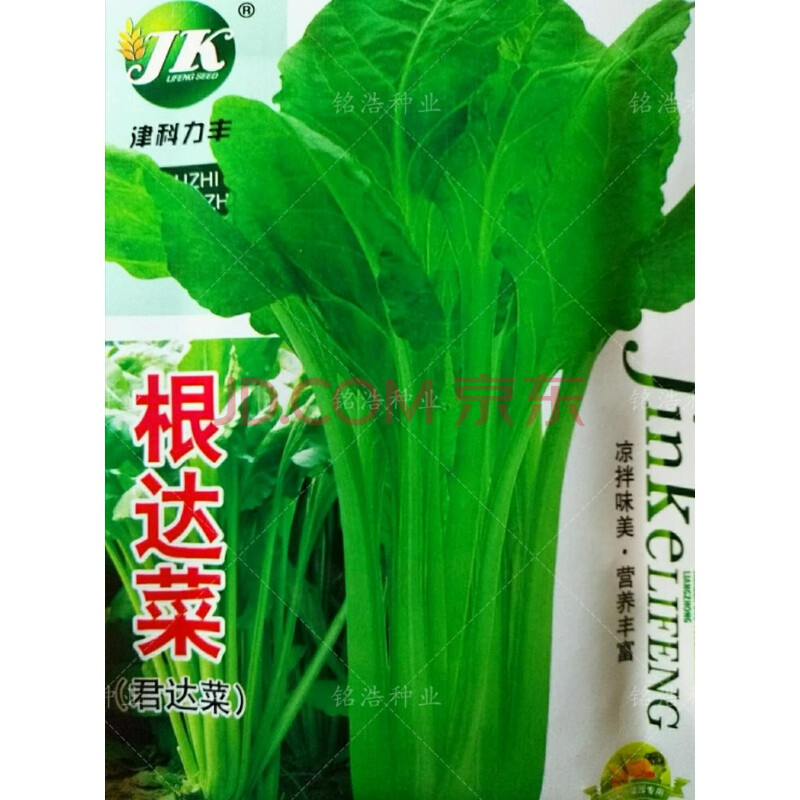 根达菜劈菜种子吃多少劈多少莙荙菜君达菜种子牛皮菜厚皮四季菜籽 根