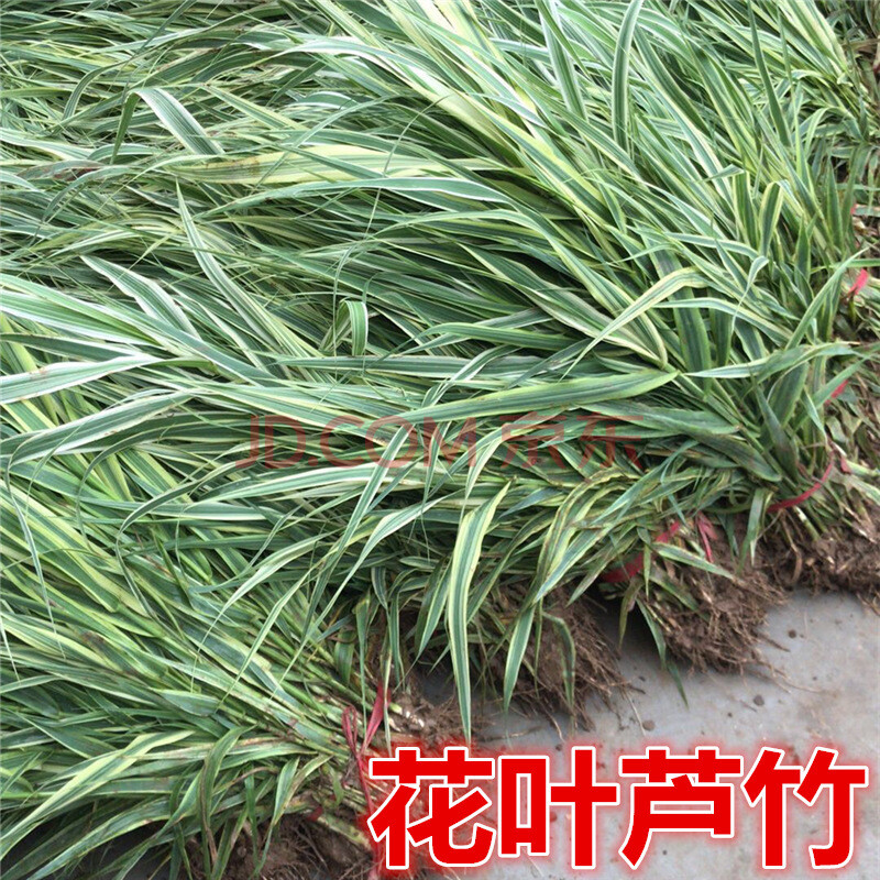 采缇 新鲜芦苇苗根苗芦苇草植物苗 花叶芦竹 水生挺水植物湿地工程