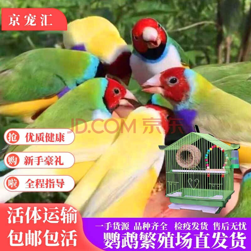 京宠汇 七彩鸟活体小型宠物观赏鸟珍珠鸟活物灰白文活体鸟 随机颜色