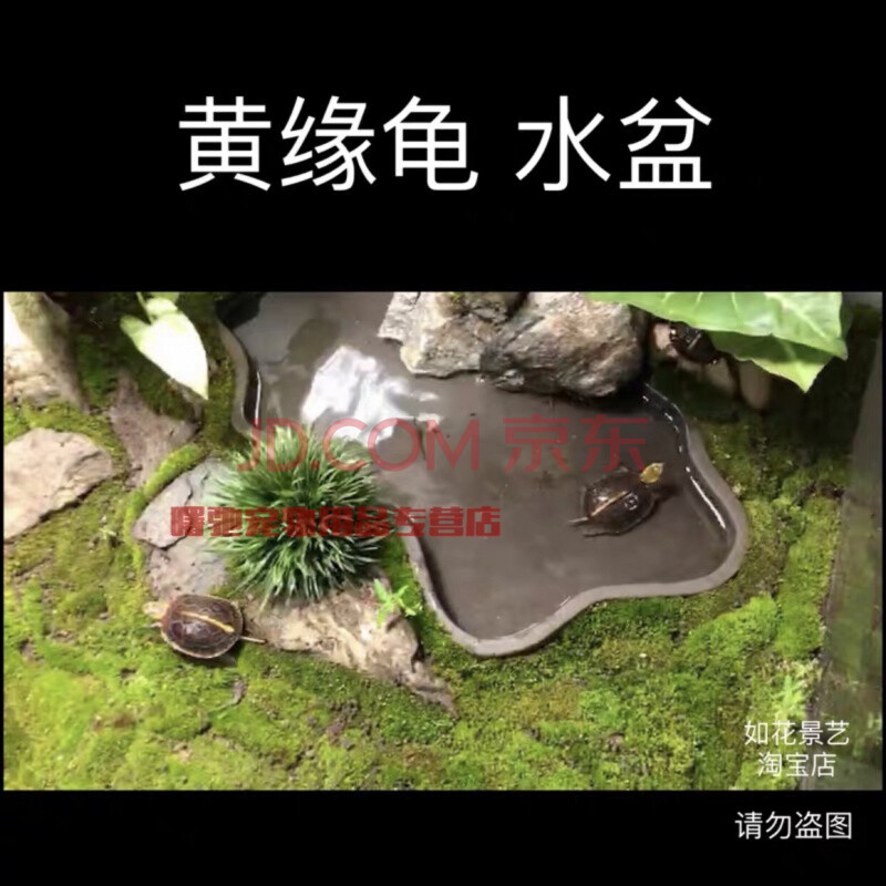 黄缘龟环境黄缘养殖环境黄缘安缘台缘饲养箱台缘龟造景 31长19宽2外深