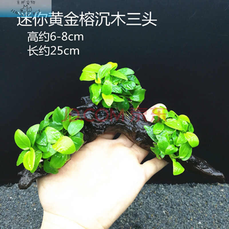 京开【直接丢缸】鱼缸定植水草水族箱造景懒人新手水榕沉木火山石活体