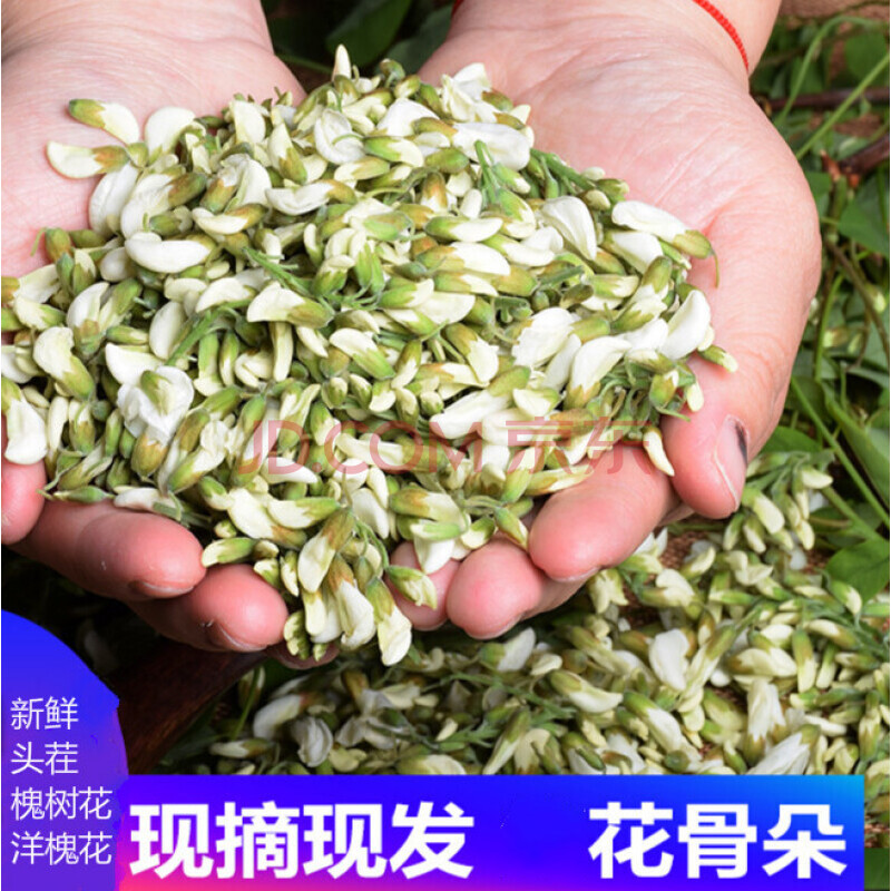 新洋槐花杨槐花苞花骨朵2021新鲜槐花现摘太行山生洋槐花杨花骨朵鲜菜
